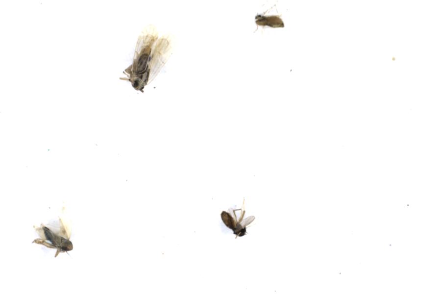 Image 23
